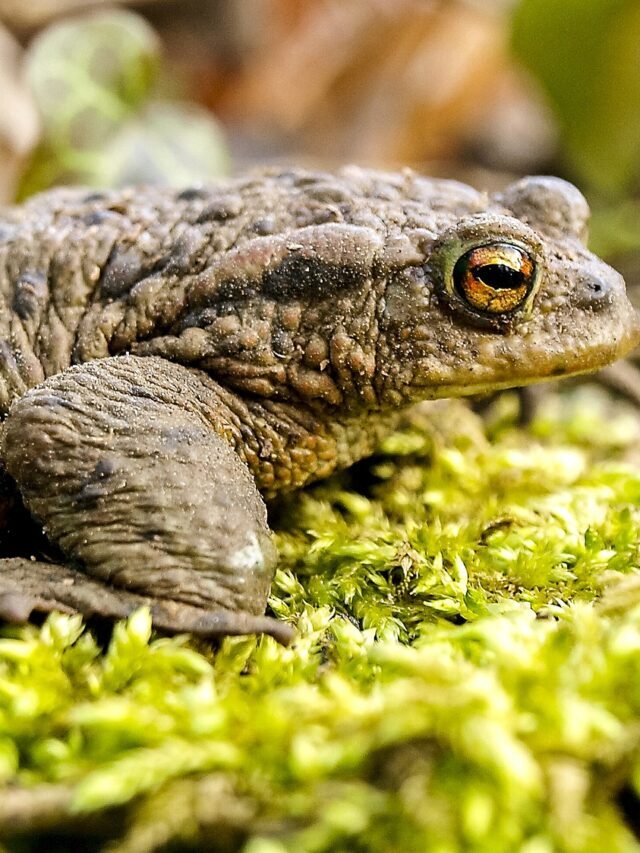 National Park service Begs Visitors to Stop Licking Toads