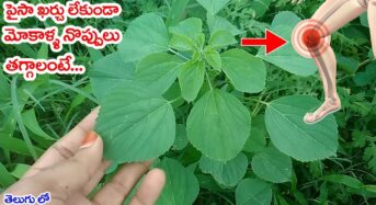 Amazing Benefits of kuppinta mokka:పైసా ఖర్చు లేకుండా మోకాళ్ళ నొప్పులు తగ్గాలంటే..!