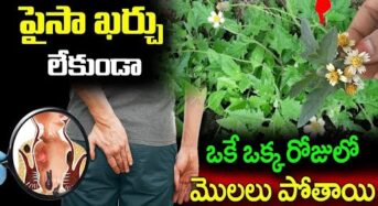  పైసా ఖర్చు లేకుండా ఒకే ఒక్క రోజులో మొలలు మాయం..