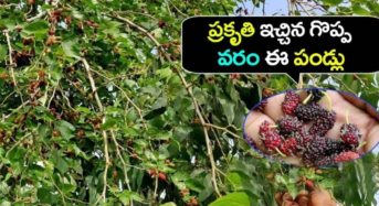 అలాంటివారు గుర్తుపెట్టుకొని మరీ మల్బరీ పండ్లు తినాలి, ఎందుకంటే..?