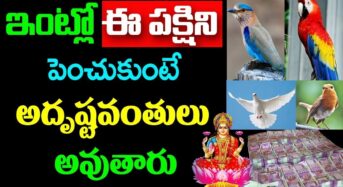 ఇంట్లో ఈ పక్షిని పెంచుకుంటే  అదృష్టవంతులవుతారు…!