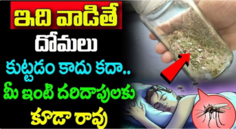 Mosquitoes : ఇది వాడితే దోమలు మీ ఇంటి దరిదాపులకు కూడా రావు…!