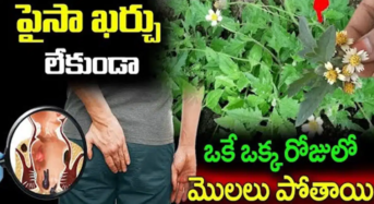 Piles disappear: పైసా ఖర్చు లేకుండా ఒకే ఒక్క రోజులో మొలలు మాయం..