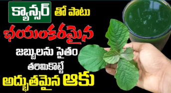 Health Tips : ఎంతో భయంకరమైన జబ్బులను తరిమికొట్టే ఆకు…!!