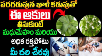 Diabetes – Blood Pressure : ఖాళీ కడుపుతో ఈ ఆకులను తీసుకుంటే మధుమేహం రక్తపోటు దరిచేరవు…!!