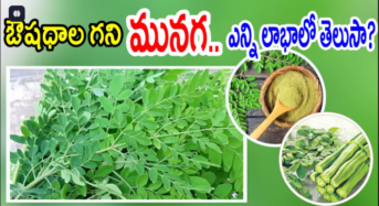 Moringa Leaves: మునగ ఆకు మాత్రమే కాదు.. దాని వళ్లంతా ఆయుర్వేద గుణాలే..!