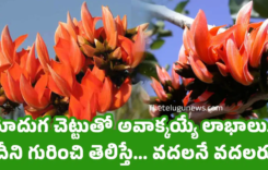 Moduga Tree : మోదుగ చెట్టుతో అవాక్కయ్యే లాభాలు… దీని గురించి తెలిస్తే… వదలనే వదలరు….?