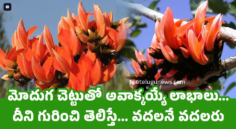 Moduga Tree : మోదుగ చెట్టుతో అవాక్కయ్యే లాభాలు… దీని గురించి తెలిస్తే… వదలనే వదలరు….?