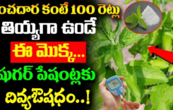 పంచదార కంటే 100 రెట్లు తీయగా ఉండే ఈ మొక్క షుగర్ పేషెంట్లకు దివ్య ఔషధం…