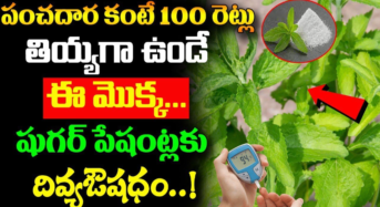 పంచదార కంటే 100 రెట్లు తీయగా ఉండే ఈ మొక్క షుగర్ పేషెంట్లకు దివ్య ఔషధం…