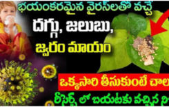 ఈ ఒక్క ఆకుతో ప్రమాదకరమైన వైరస్ లతో వచ్చే జలుబు, దగ్గు, జ్వరం మటాష్…