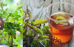 Tulasi Water : ఉదయాన్నే పరగడుపున తులసి కషాయం తాగితే ఎన్నో ఆరోగ్య ప్రయోజనాలు…!