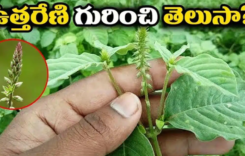  ఉత్తరేణి మొక్క గురించి ఎవరికీ తెలియని రహస్యాలు…!!