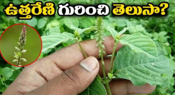  ఉత్తరేణి మొక్క గురించి ఎవరికీ తెలియని రహస్యాలు…!!