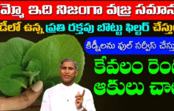 కేవలం రెండు ఆకులు చాలు .. బాడీలో ఉన్న ప్రతి రక్తపు బొట్టు ఫిల్టర్ అవుతుంది ..!!
