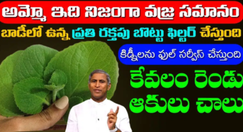 కేవలం రెండు ఆకులు చాలు .. బాడీలో ఉన్న ప్రతి రక్తపు బొట్టు ఫిల్టర్ అవుతుంది ..!!