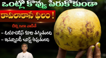 మారేడు పండు జ్యూస్ అద్భుత గుణాలు .. సహజ ఆరోగ్య కవచం